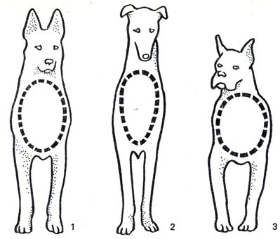 Как определить породу собак по внешнему виду