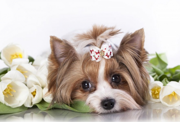 Собачка и цветы