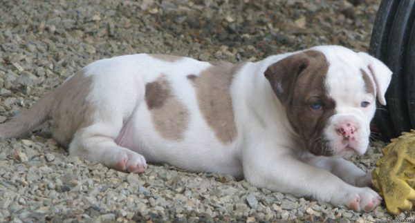 Алапахский бульдог щенок