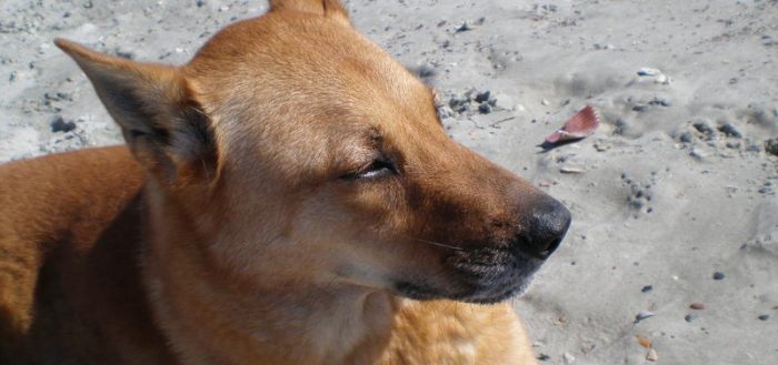 Каролинская собака — фото, описание породы, особенности характера