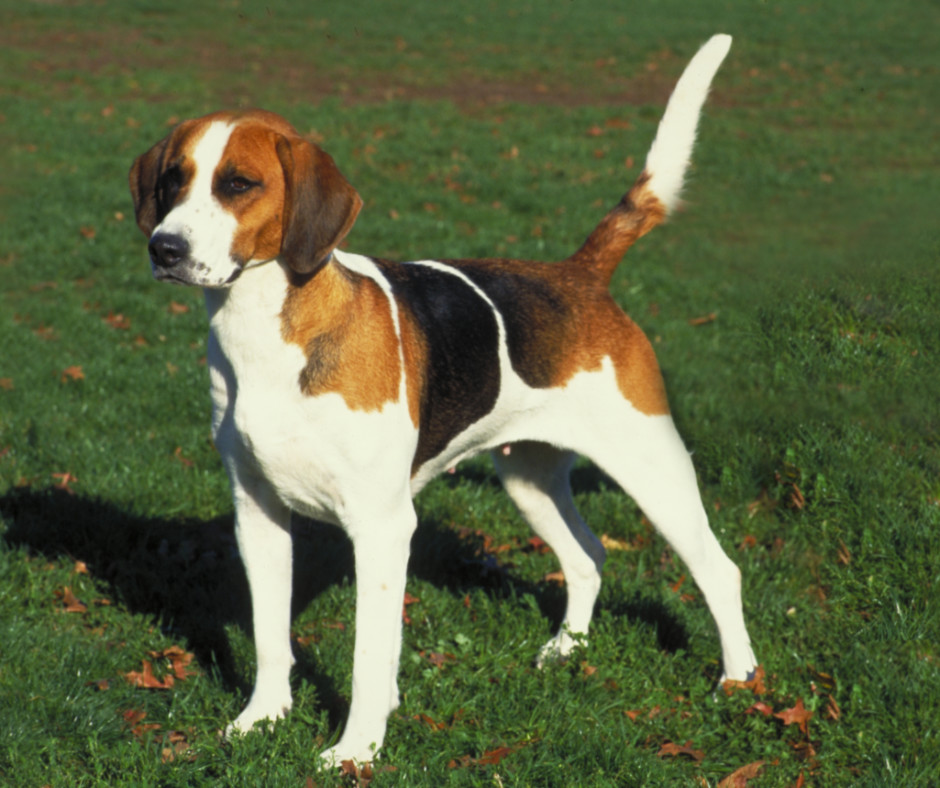 Американский фоксхаунд — фото и описание породы собак, особенности характера