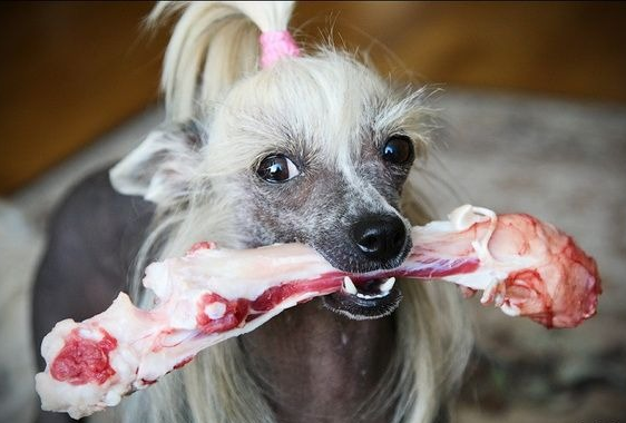 Китайская пуховая хохлатая собака с костью