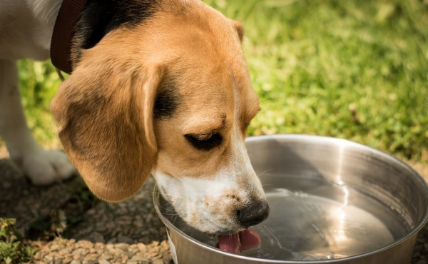 Собака пьёт воду