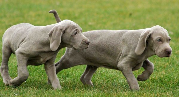 Два щенка веймаранера