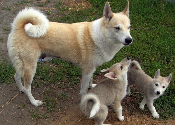 Западно-сибирская лайка и её щенки