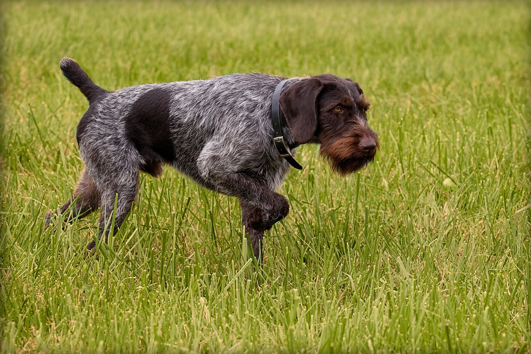 Рассмотрите фотографию собаки породы немецкий дратхаар. Немецкая жесткошерстная легавая дратхаар. Порода собак дратхаар. Немецкий жесткошерстный Пойнтер дратхаар. Охотничья порода дратхаар.