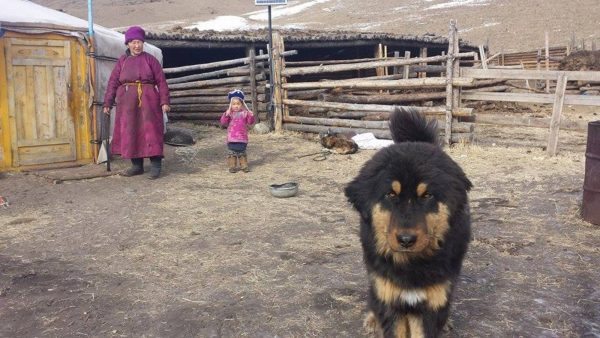 В Монголии