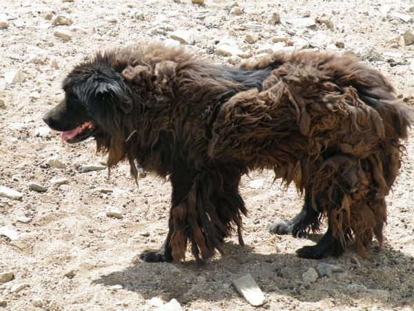 Порода собаки бурятско монгольский волкодав