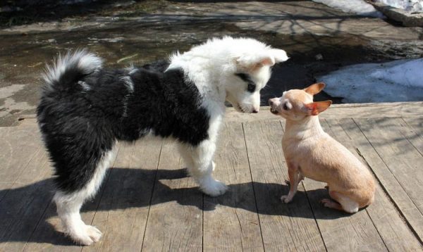 Якутская лайка с маленькой собачкой