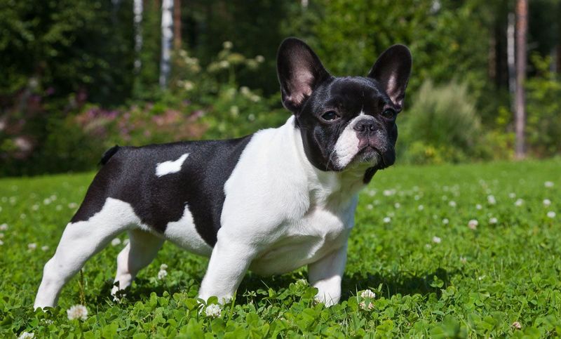 Французский мини-бульдог: престижная собака или породный брак?