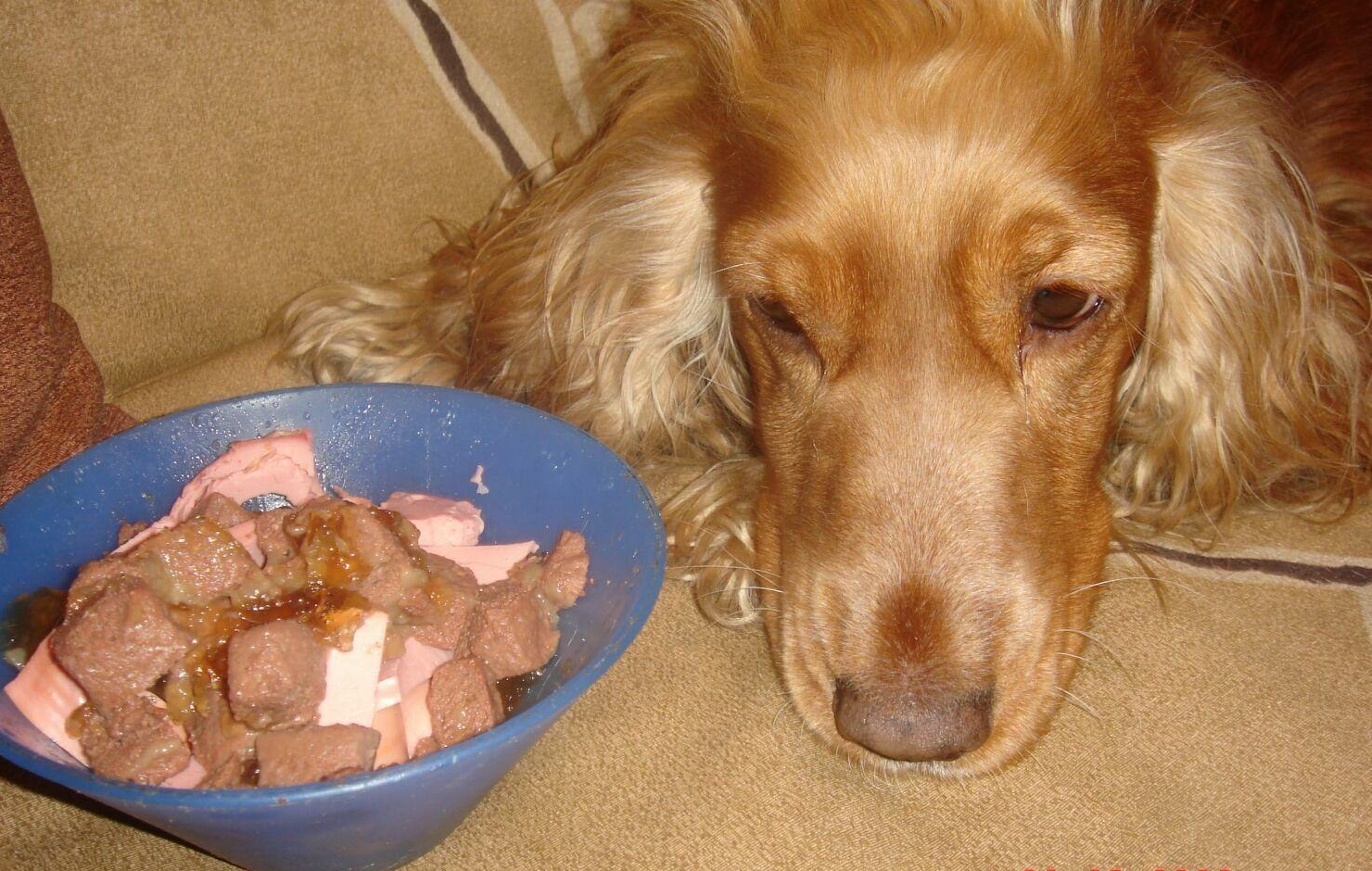 Собака не ест только пьет. Питание собак. Еда для собак. Собака отказывается от еды. Отсутствие аппетита у животных.