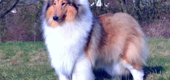 Колли – фото и описание собаки