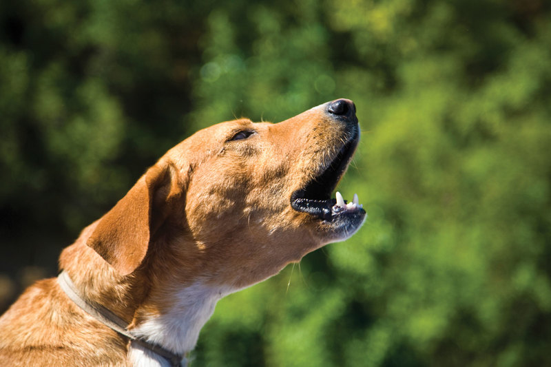 Собаки, которые не лают или лают мало: рейтинг молчаливых питомцев