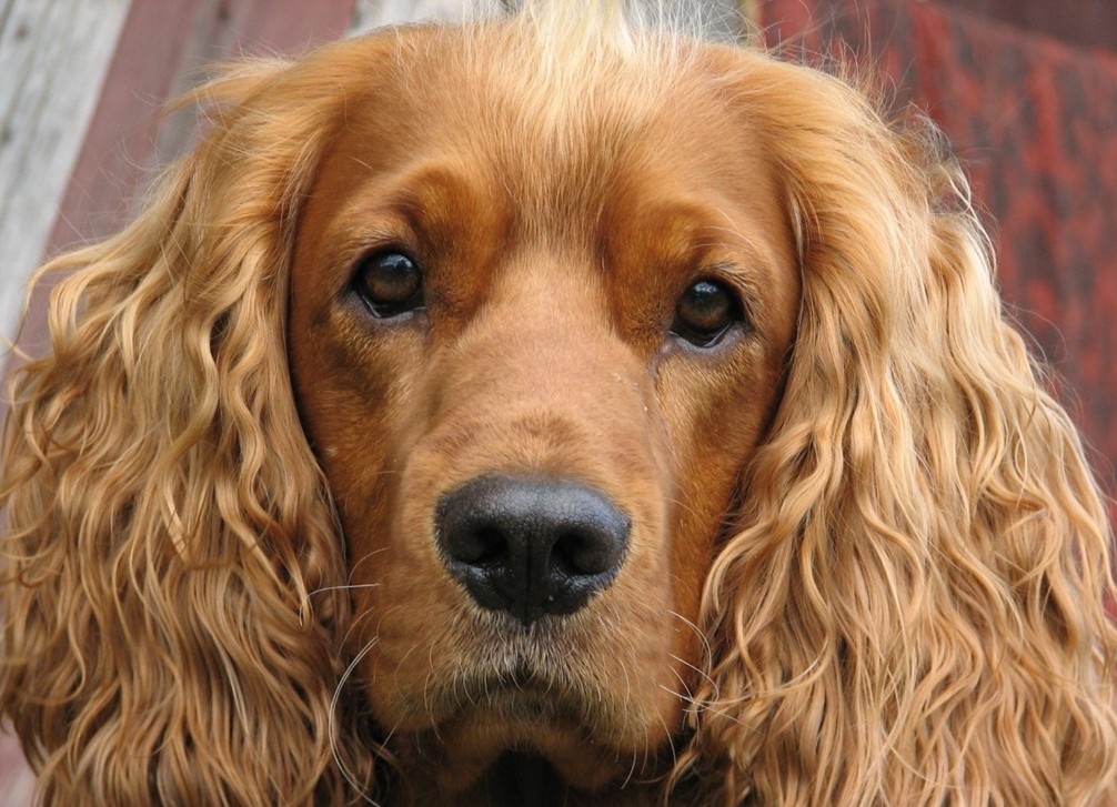 порода собаки рыжая с длинными ушами