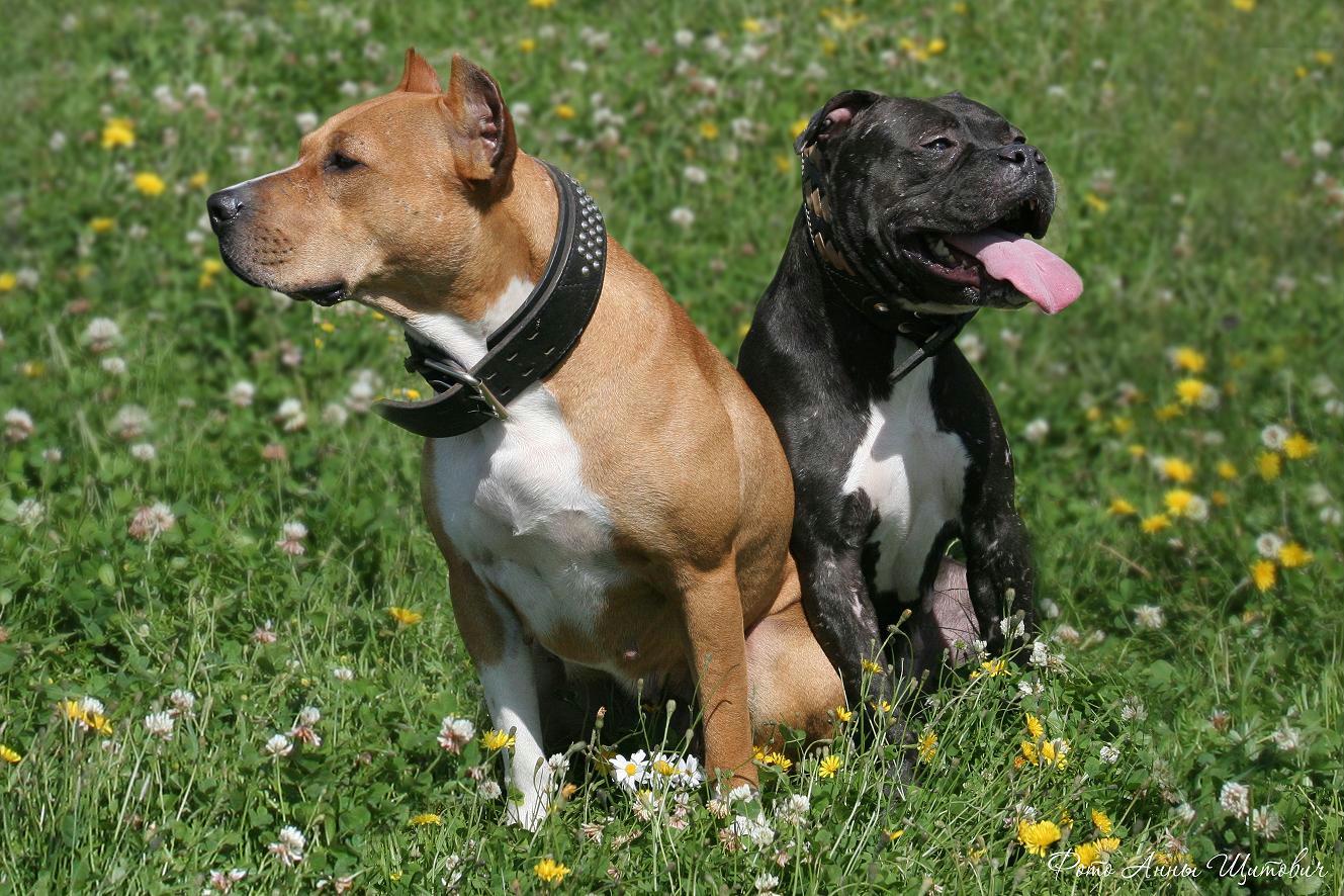 Бойцовские собаки фото с названиями породы