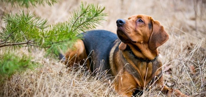 Польская гончая (польский огар) — фото, описание породы собак, особенности характера