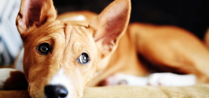 Породы собак которые не линяют и не пахнут — название, фото, описание