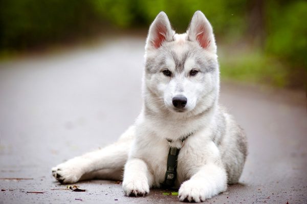 Породы собак похожие на волка