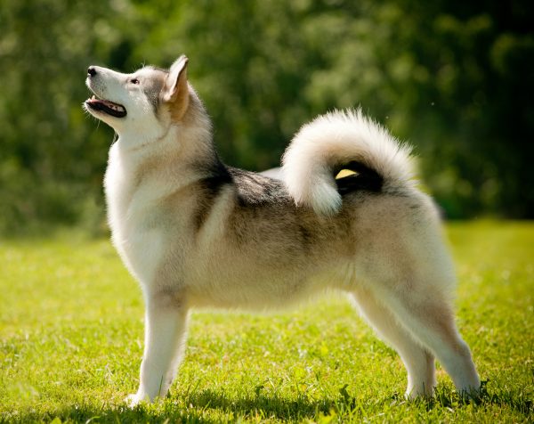 Породы собак похожие на волка