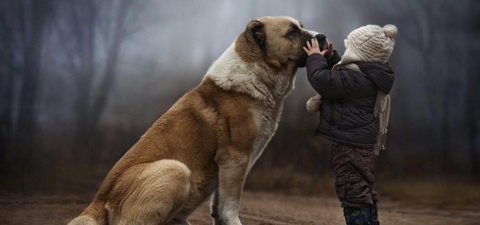 большая собака с ребенком