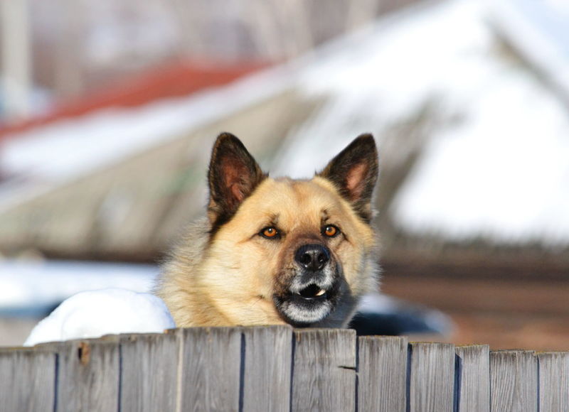 Сторожевые породы собак для охраны частного дома и квартиры — фото и  описание, советы по выбору
