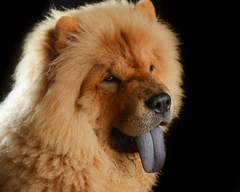 Фиолетовый язык у собаки: когда это нормально, а когда — признак болезни