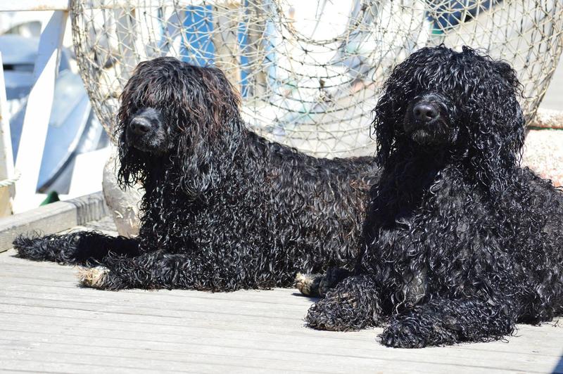 Топ-10 кудрявых пород собак: от болонки до русского чёрного терьера