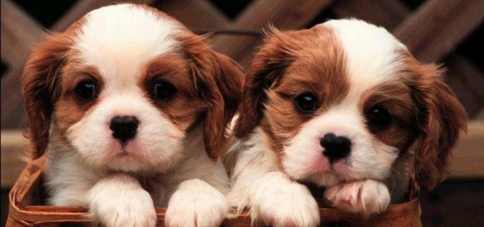 Самые милые собаки – фото и описание