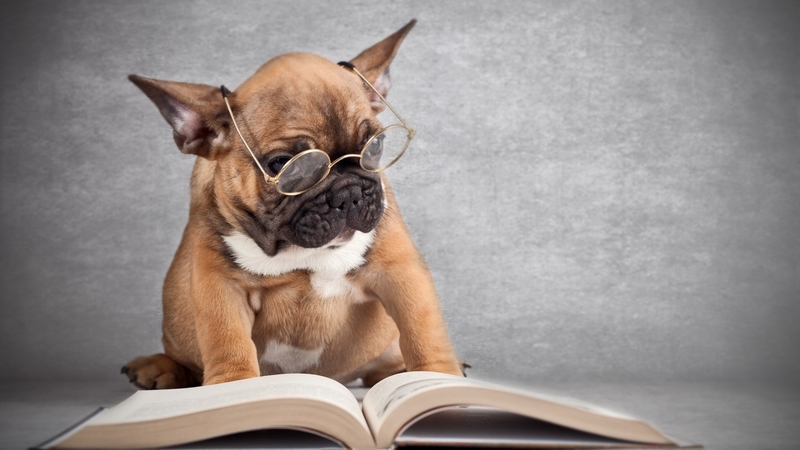 Интеллект собаки: умная или красивая?