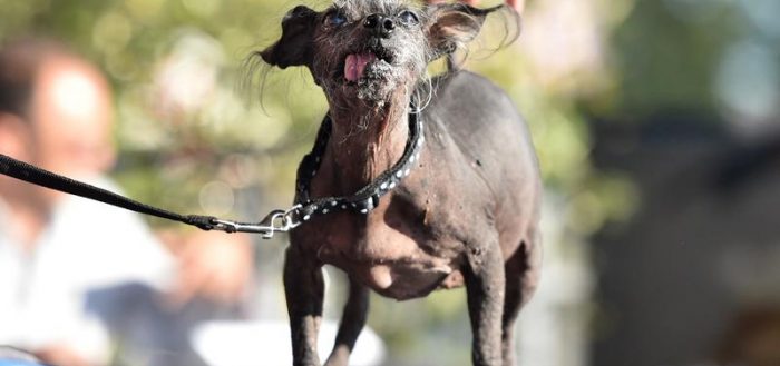 Самая страшная собака в мире — рейтинг уродливых и некрасивых пород с фото и описанием