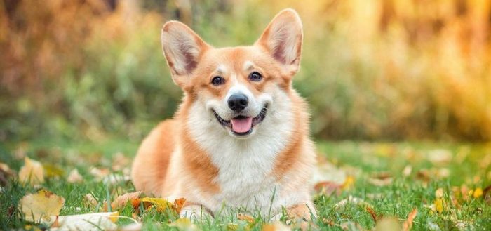 Какая порода собаки похожа на лису?