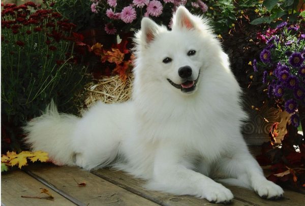 Американская эскимосская собака белого окраса