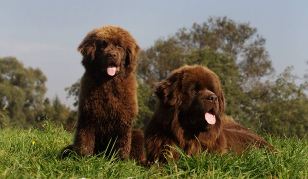 Собаки, похожие на медведя — фото и описание пород крупного, среднего и маленького размера