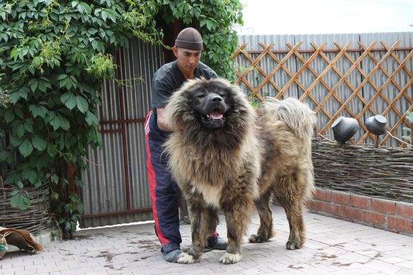 Собака большая как медвежонок порода как называется