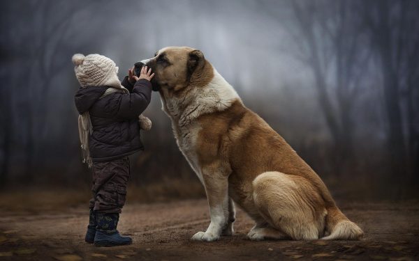 Большая собака и ребёнок