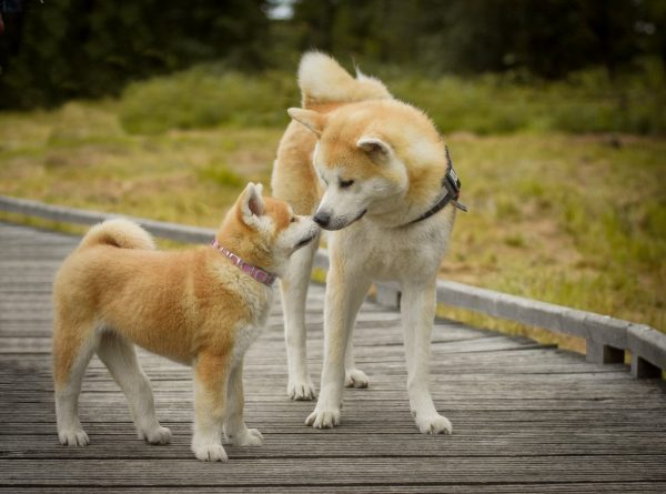 Две собаки породы акита-ину