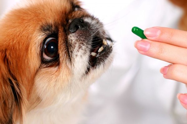 Давать собаке лекарство