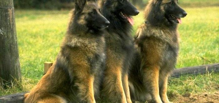 Тервюрен (бельгийская овчарка) — фото собак, характер и описание породы
