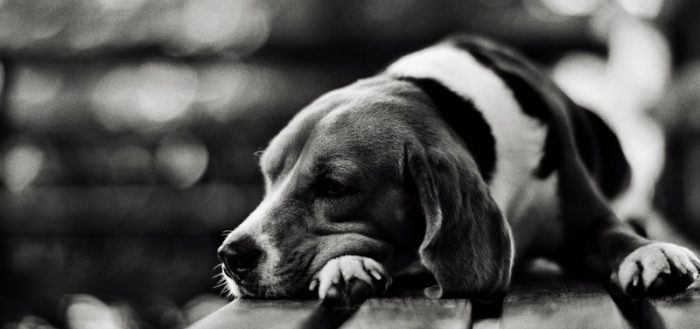 Признаки дирофиляриоза у собак: как вовремя выявить заболевание и вылечить
