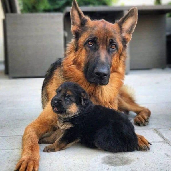 Собака с щенком