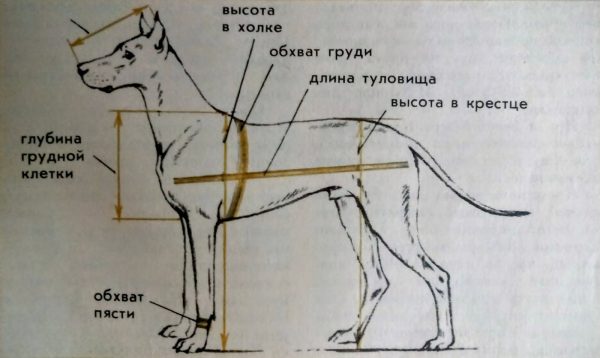 Правильное измерение собаки
